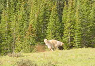 DVD digging for squirrel in Colorado