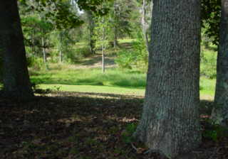 Trees at a Mississippi rest stop