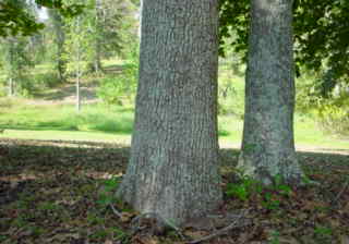 Trees at a Mississippi rest stop