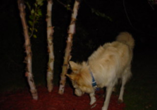 Me smelling trees in Alabama