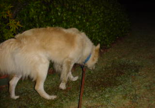 Dog smilling things in Georgia