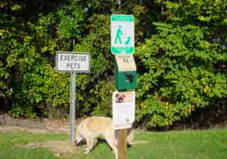 Dog smelling things in North Carolina