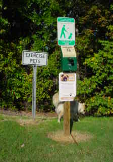 Dog smelling a bush in North Carolina