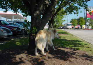 Dog with a tree in North Carolina