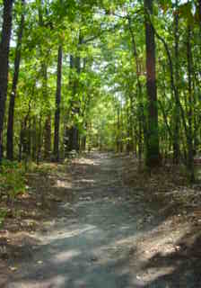 Woodland path at rest stop in Virginia