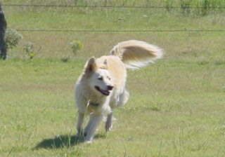 The wind blows in Texas