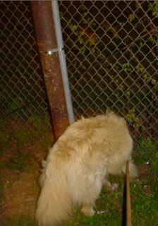 Fence keeping us in, or out?