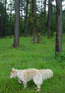 Me checking out the grass