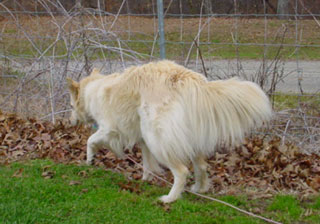 along the fence