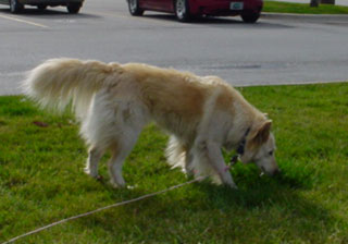 Flying J parking lot/pet area