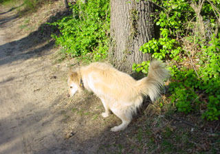 Side of the hicker-bicker trail