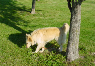 Yes I like this tree
