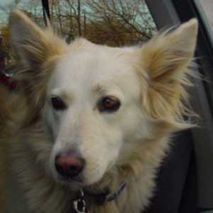 My dog, DVD